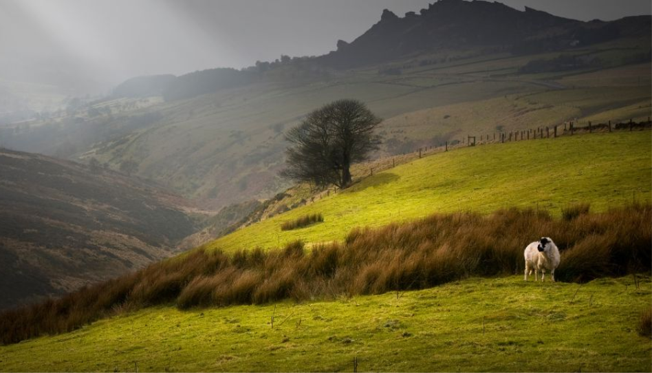 A sheep grazes alone on a misty, green hillside.