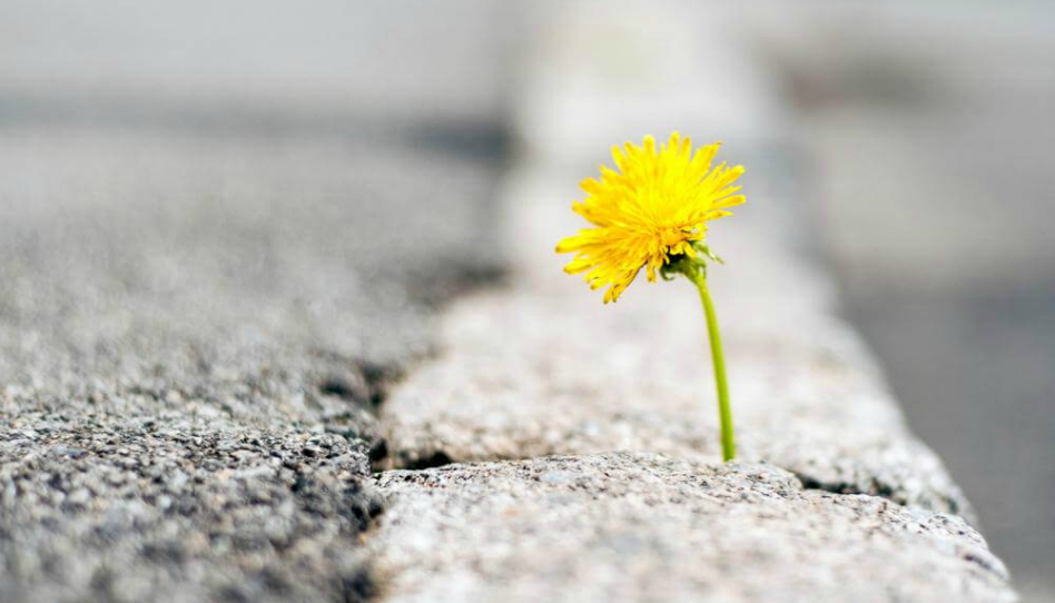 A yellow dandelion grows resiliently through a crack in concrete pavement.