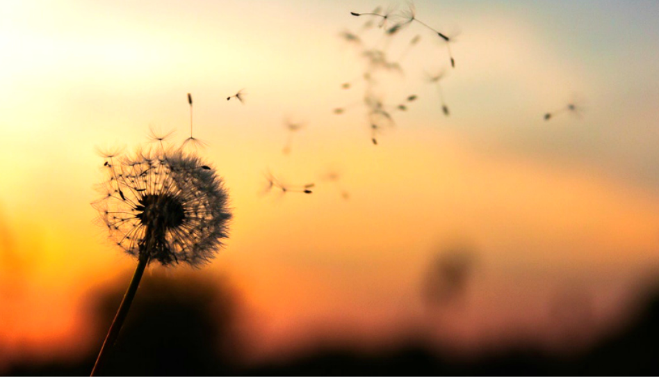 A dandelion seed head silhouetted against a warm sunset sky, with seeds drifting away on the wind.