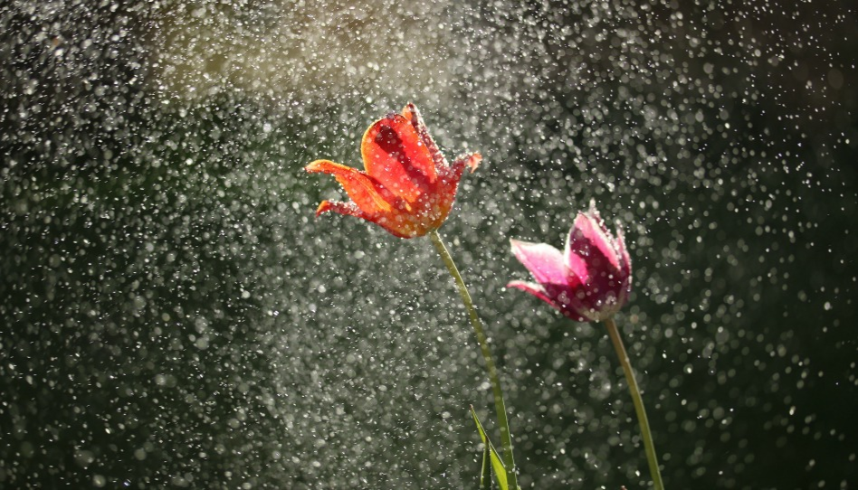 Two tulips, one orange and one pink, stand in a sparkling rain shower